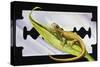 Fantastic Least Gecko (Sphaerodactylus Fantasticus), Gekkonidae-null-Stretched Canvas