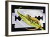 Fantastic Least Gecko (Sphaerodactylus Fantasticus), Gekkonidae-null-Framed Giclee Print