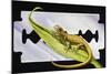 Fantastic Least Gecko (Sphaerodactylus Fantasticus), Gekkonidae-null-Mounted Giclee Print