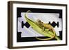 Fantastic Least Gecko (Sphaerodactylus Fantasticus), Gekkonidae-null-Framed Giclee Print