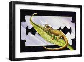 Fantastic Least Gecko (Sphaerodactylus Fantasticus), Gekkonidae-null-Framed Giclee Print