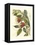 Fantastical Botanical II-Vision Studio-Framed Stretched Canvas