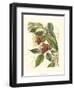 Fantastical Botanical II-Vision Studio-Framed Art Print