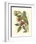 Fantastical Botanical II-Vision Studio-Framed Art Print