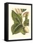 Fantastical Botanical IV-Vision Studio-Framed Stretched Canvas