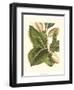 Fantastical Botanical IV-Vision Studio-Framed Art Print