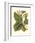 Fantastical Botanical IV-Vision Studio-Framed Art Print