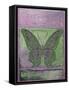 Fantasy Butterfly-Purple-Jean Plout-Framed Stretched Canvas