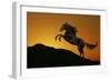 Fantasy Horses 01-Bob Langrish-Framed Photographic Print