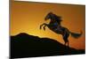 Fantasy Horses 01-Bob Langrish-Mounted Photographic Print
