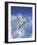 Fantasy Horses 20-Bob Langrish-Framed Photographic Print