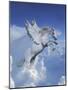 Fantasy Horses 20-Bob Langrish-Mounted Photographic Print