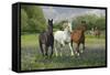 Fantasy Horses 25-Bob Langrish-Framed Stretched Canvas