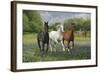 Fantasy Horses 25-Bob Langrish-Framed Photographic Print