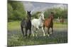 Fantasy Horses 25-Bob Langrish-Mounted Photographic Print