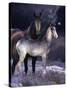 Fantasy Horses 27-Bob Langrish-Stretched Canvas