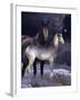 Fantasy Horses 27-Bob Langrish-Framed Photographic Print