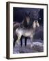 Fantasy Horses 27-Bob Langrish-Framed Photographic Print