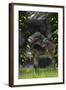 Fantasy Horses 29-Bob Langrish-Framed Photographic Print