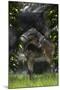 Fantasy Horses 29-Bob Langrish-Mounted Photographic Print