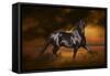 Fantasy Horses 33-Bob Langrish-Framed Stretched Canvas