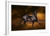 Fantasy Horses 33-Bob Langrish-Framed Photographic Print