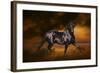 Fantasy Horses 33-Bob Langrish-Framed Photographic Print