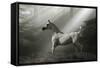 Fantasy Horses 35-Bob Langrish-Framed Stretched Canvas