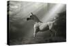 Fantasy Horses 35-Bob Langrish-Stretched Canvas