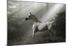 Fantasy Horses 35-Bob Langrish-Mounted Photographic Print