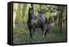 Fantasy Horses 36-Bob Langrish-Framed Stretched Canvas