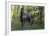 Fantasy Horses 36-Bob Langrish-Framed Photographic Print