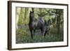 Fantasy Horses 36-Bob Langrish-Framed Photographic Print