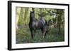 Fantasy Horses 36-Bob Langrish-Framed Photographic Print