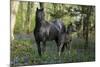 Fantasy Horses 36-Bob Langrish-Mounted Photographic Print