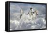 Fantasy Horses 41-Bob Langrish-Framed Stretched Canvas