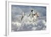 Fantasy Horses 41-Bob Langrish-Framed Photographic Print