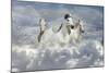 Fantasy Horses 41-Bob Langrish-Mounted Photographic Print