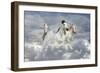 Fantasy Horses 41-Bob Langrish-Framed Photographic Print