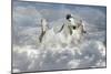 Fantasy Horses 41-Bob Langrish-Mounted Photographic Print