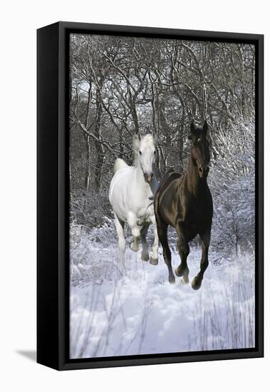 Fantasy Horses 42-Bob Langrish-Framed Stretched Canvas