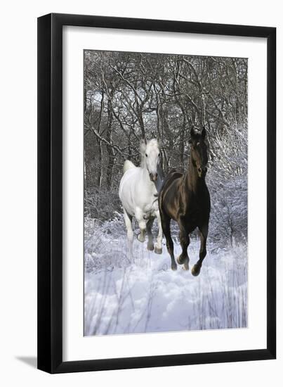 Fantasy Horses 42-Bob Langrish-Framed Photographic Print