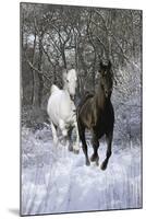 Fantasy Horses 42-Bob Langrish-Mounted Photographic Print