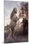 Fantasy Horses 44-Bob Langrish-Mounted Photographic Print