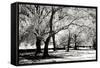 Fantasy Oaks BW-Alan Hausenflock-Framed Stretched Canvas