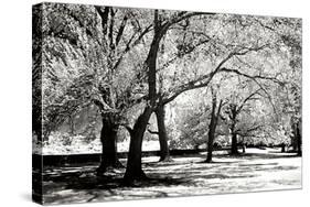 Fantasy Oaks BW-Alan Hausenflock-Stretched Canvas