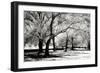 Fantasy Oaks BW-Alan Hausenflock-Framed Photographic Print