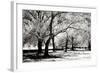 Fantasy Oaks BW-Alan Hausenflock-Framed Photographic Print