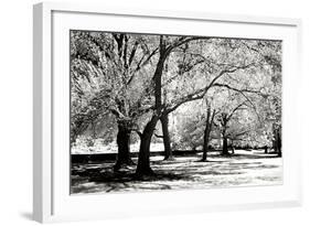 Fantasy Oaks BW-Alan Hausenflock-Framed Photographic Print