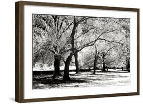 Fantasy Oaks BW-Alan Hausenflock-Framed Photographic Print